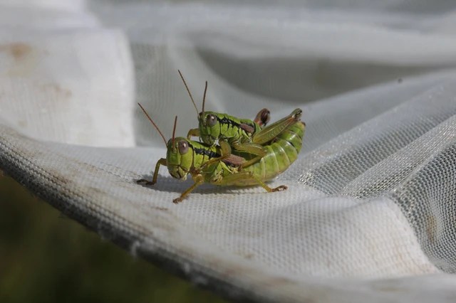 Orthoptera - Egyenesszárnyúak Orthoptera - Egyenesszárnyúak