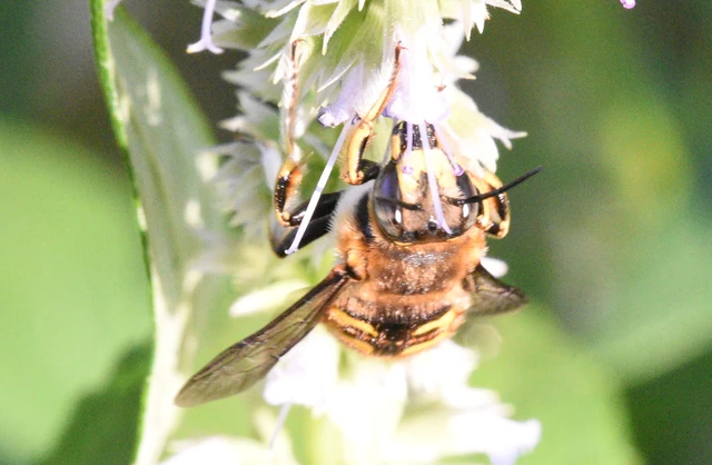 Hymenoptera - Hártyásszárnyúak