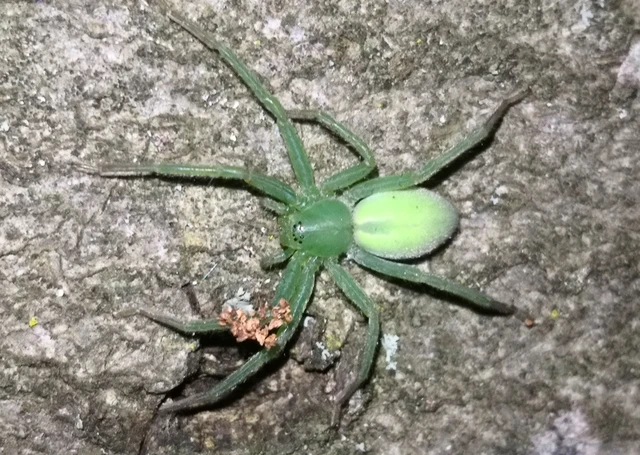 Araneae - Pókok Araneae - Pókok