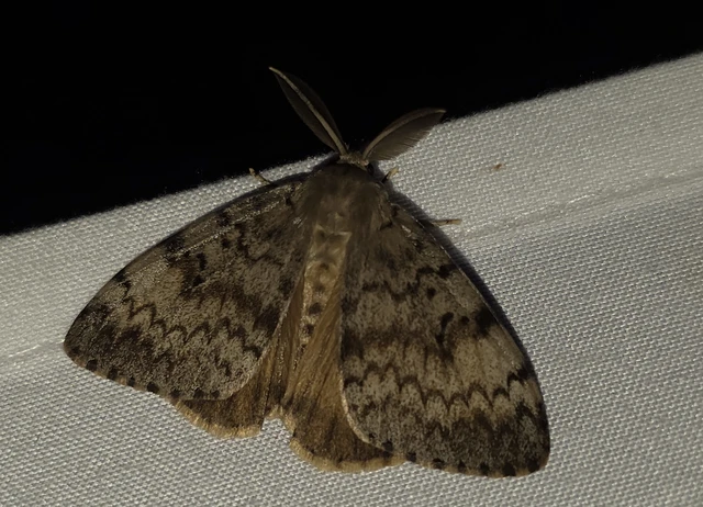 Lymantria dispar - gyapjaslepke
