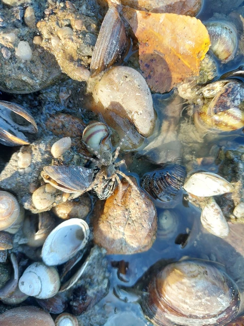 Arctosa cinerea - szürke farkaspók