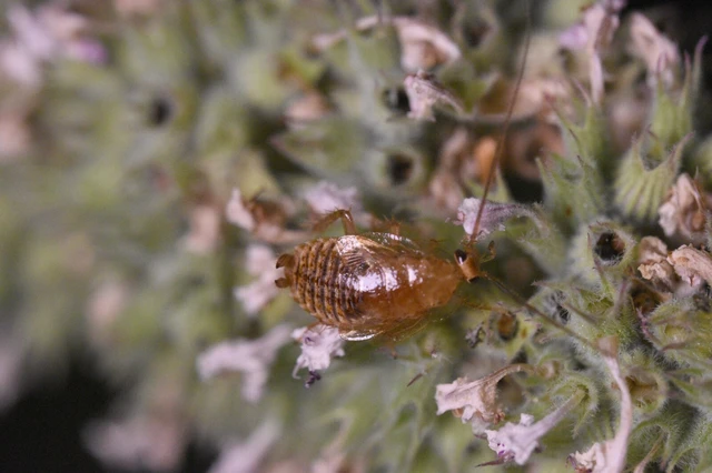 Blattodea - Csótányok