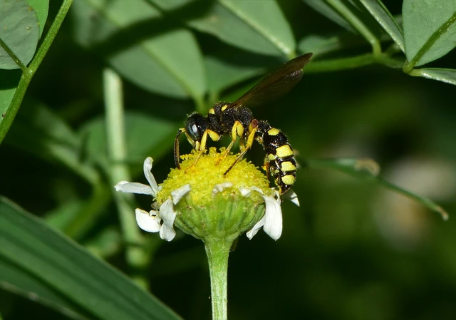 Hymenoptera - Hártyásszárnyúak