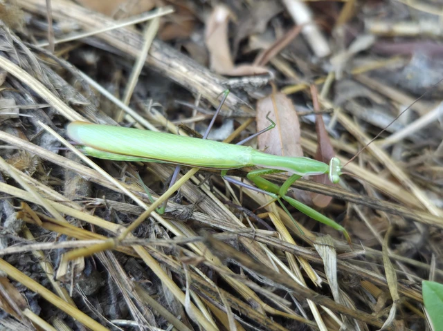 Mantis religiosa - imádkozósáska Mantis religiosa - imádkozósáska