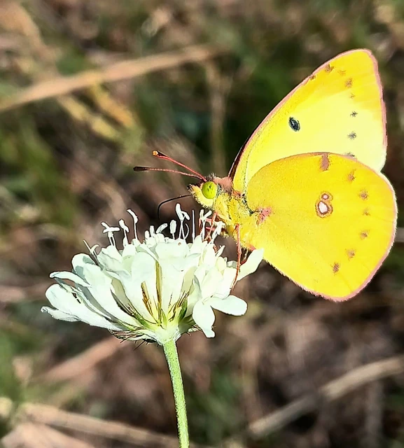 Colias alfacariensis - déli kéneslepke Colias alfacariensis - déli kéneslepke