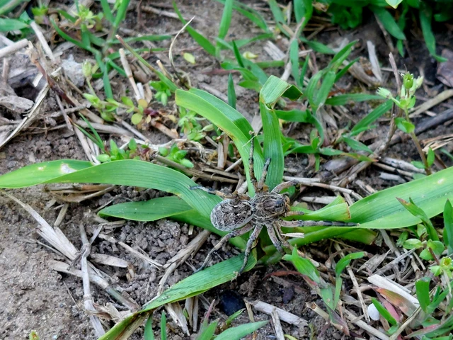 Geolycosa vultuosa - pokoli cselőpók