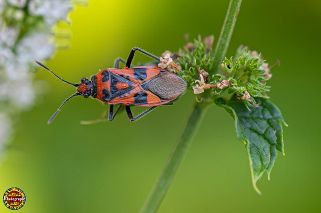 Corizus hyoscyami - piros karimáspoloska