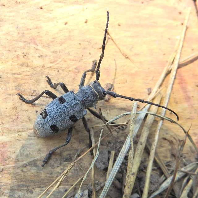 Morimus asper funereus - gyászcincér