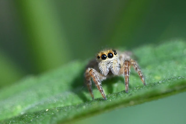 Araneae - Pókok