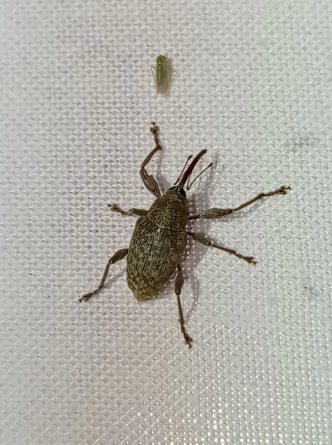 Curculio elephas - gesztenyezsuzsóka Curculio elephas - gesztenyezsuzsóka