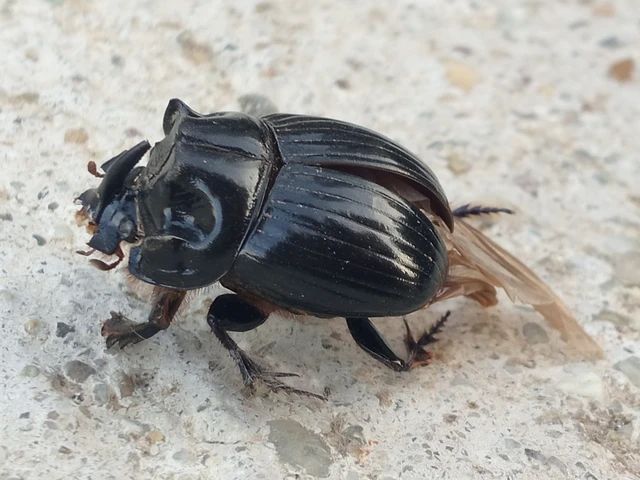 Copris lunaris - közönséges holdszarvú-ganéjtúró