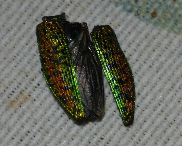 Coleoptera - Bogarak