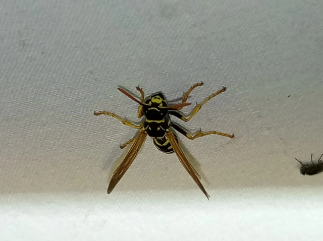 Polistes - papírdarazsak Polistes - papírdarazsak