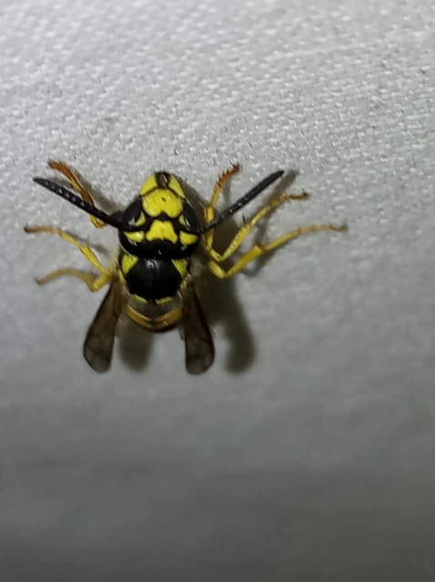 Vespula germanica - német darázs Vespula germanica - német darázs