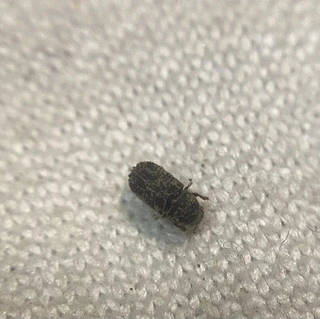 Coleoptera - Bogarak Coleoptera - Bogarak