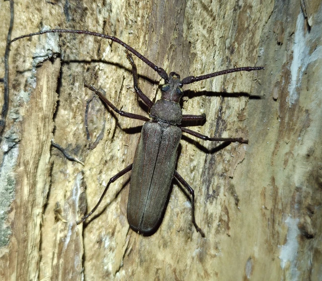 Aegosoma scabricorne - diófacincér