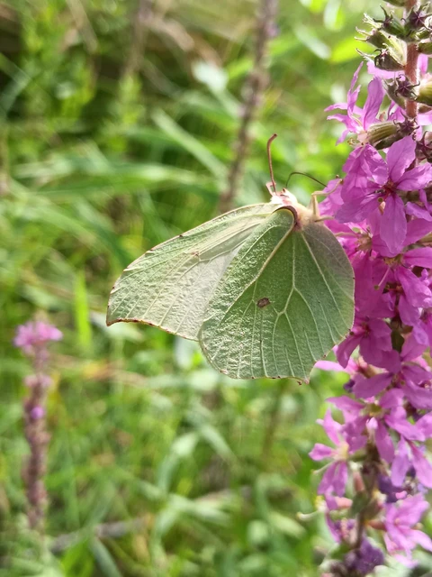 Gonepteryx rhamni - citromlepke