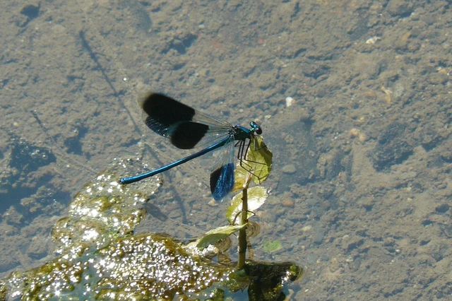 Calopteryx splendens - sávos szitakötő Calopteryx splendens - sávos szitakötő