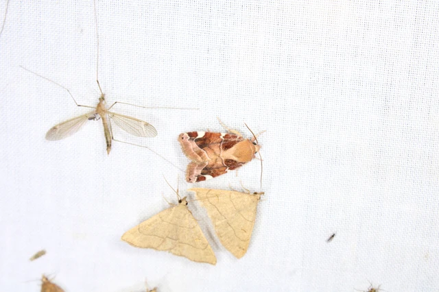 Cosmia diffinis - szilfa-lombbagoly Cosmia diffinis - szilfa-lombbagoly