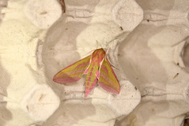 Deilephila elpenor - szőlőszender