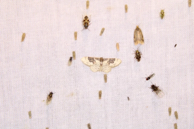 Idaea rusticata - tarka apróaraszoló Idaea rusticata - tarka apróaraszoló