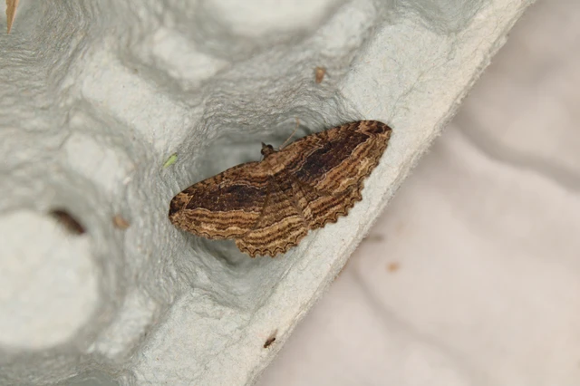 Philereme transversata - varjútövis-araszoló Philereme transversata - varjútövis-araszoló