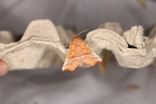 Scoliopteryx libatrix - vörös csipkésbagoly Scoliopteryx libatrix - vörös csipkésbagoly