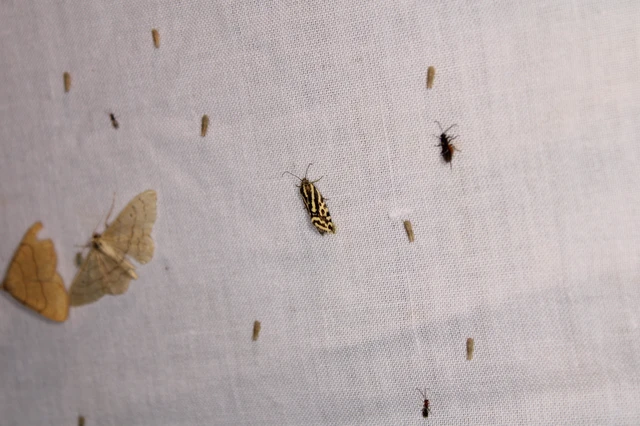 Emmelia trabealis - zebrabagoly Emmelia trabealis - zebrabagoly