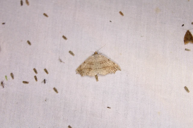 Laspeyria flexula - zuzmóbagoly Laspeyria flexula - zuzmóbagoly