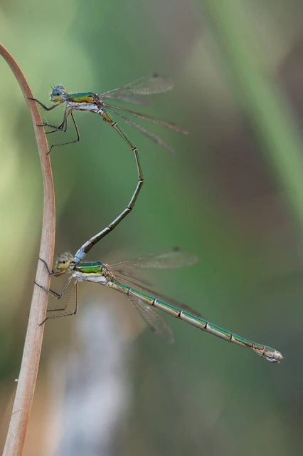 Lestes virens vestalis - kis rablószitakötő Lestes virens vestalis - kis rablószitakötő