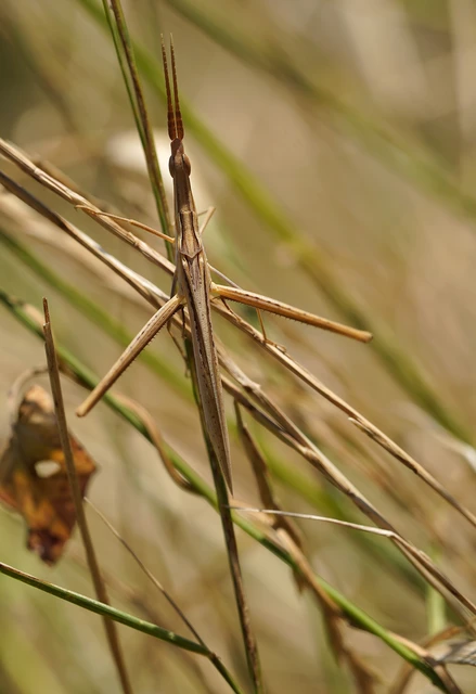 Acrida ungarica - sisakos sáska Acrida ungarica - sisakos sáska