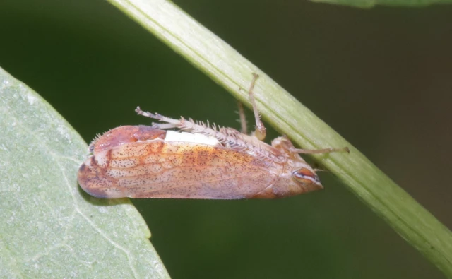 Fieberiella Fieberiella