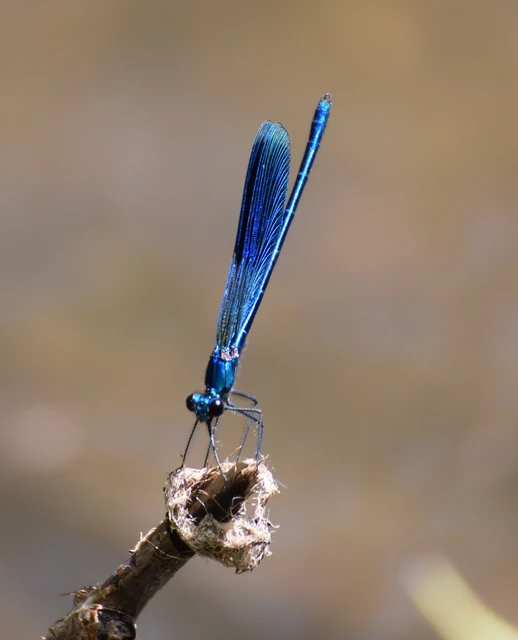 Calopteryx splendens - sávos szitakötő Calopteryx splendens - sávos szitakötő