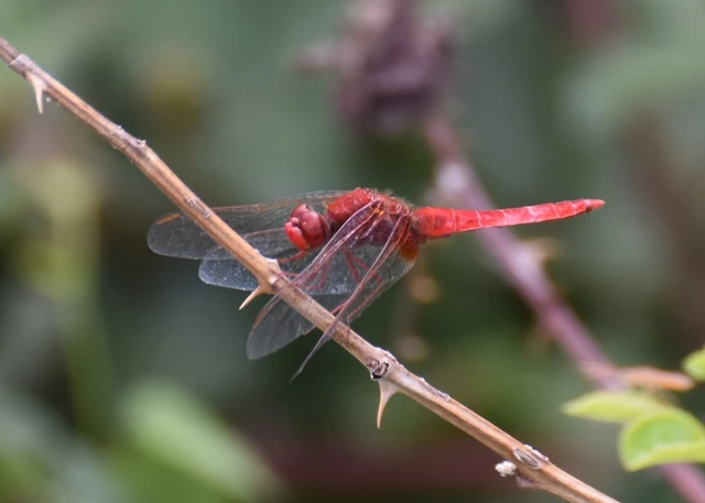 Crocothemis erythraea - skarlát szitakötő