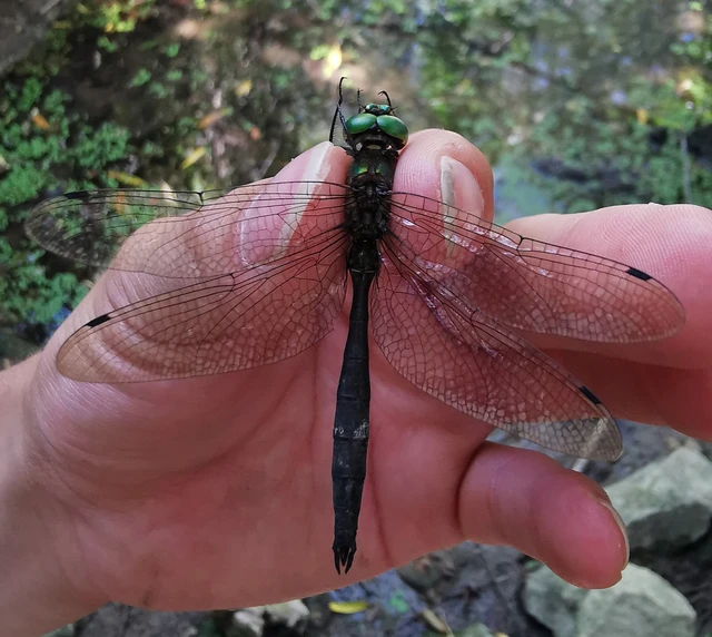 Somatochlora meridionalis - déli smaragdszitakötő Somatochlora meridionalis - déli smaragdszitakötő