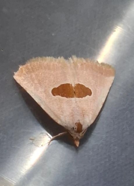 Calymma communimacula - pajzstetűfaló bagoly