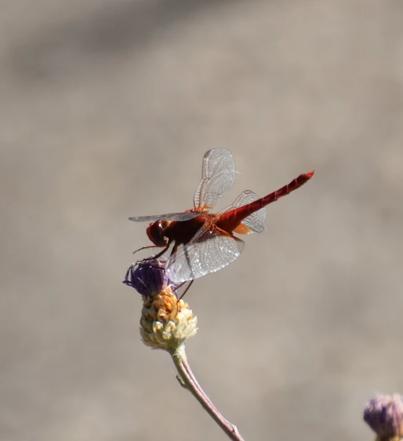 Crocothemis erythraea - skarlát szitakötő