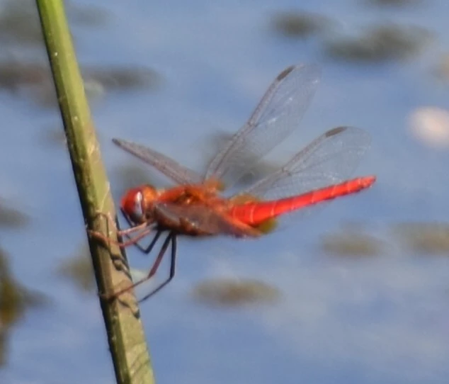 Crocothemis erythraea - skarlát szitakötő
