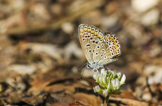 Polyommatus icarus - közönséges boglárka
