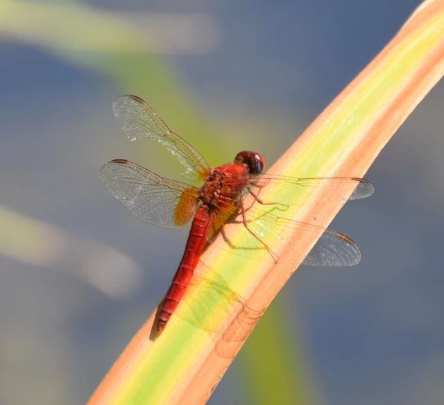 Crocothemis erythraea - skarlát szitakötő
