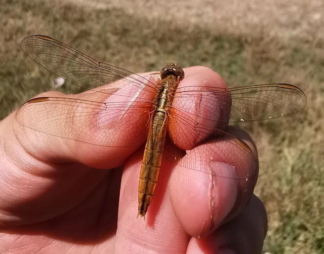 Crocothemis erythraea - skarlát szitakötő