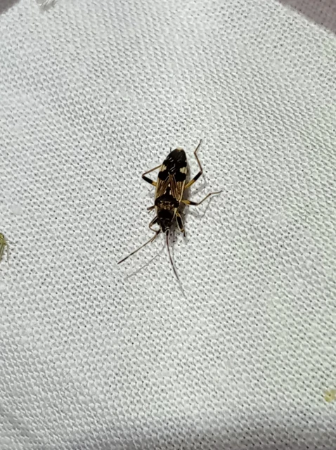Beosus maritimus - homoki bodobács