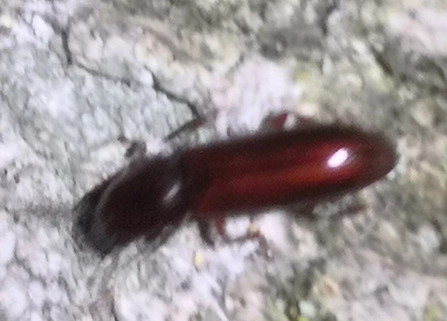 Coleoptera - Bogarak
