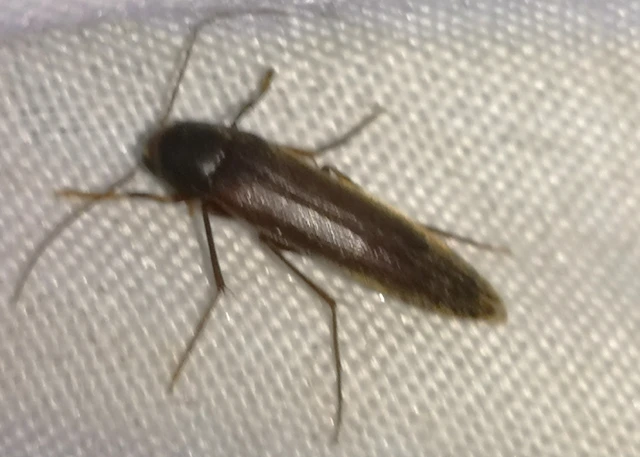 Serropalpus barbatus - farontó komorka