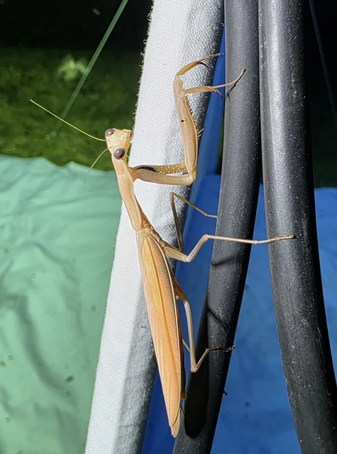 Mantis religiosa - imádkozósáska Mantis religiosa - imádkozósáska