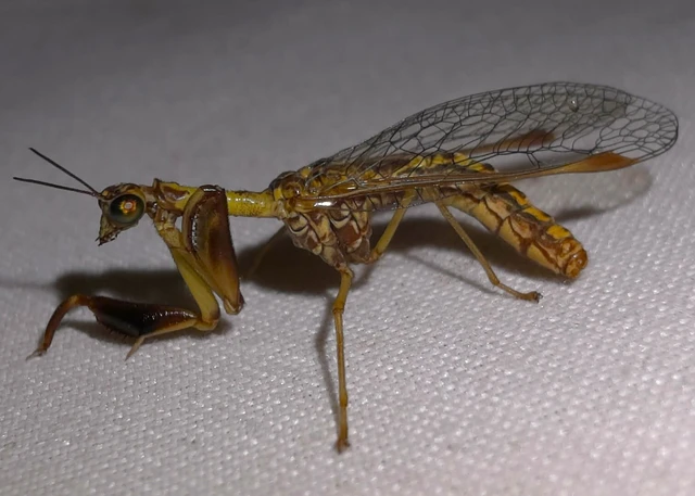 Mantispa styriaca - kétszínű fogólábú-fátyolka Mantispa styriaca - kétszínű fogólábú-fátyolka