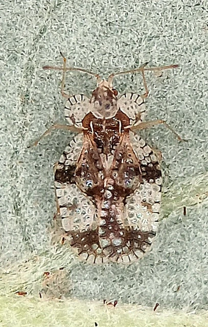 Stephanitis pyri - körte-csipkéspoloska Stephanitis pyri - körte-csipkéspoloska