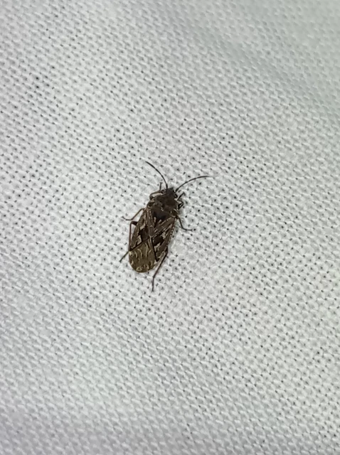 Sphragisticus nebulosus - foltos bodobács