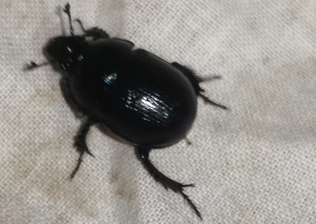 Anoplotrupes stercorosus - erdei álganéjtúró