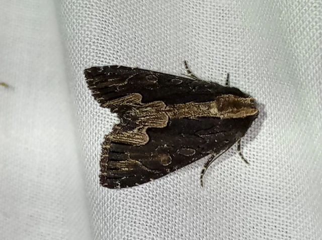 Dypterygia scabriuscula - szurokbarna nyáribagoly